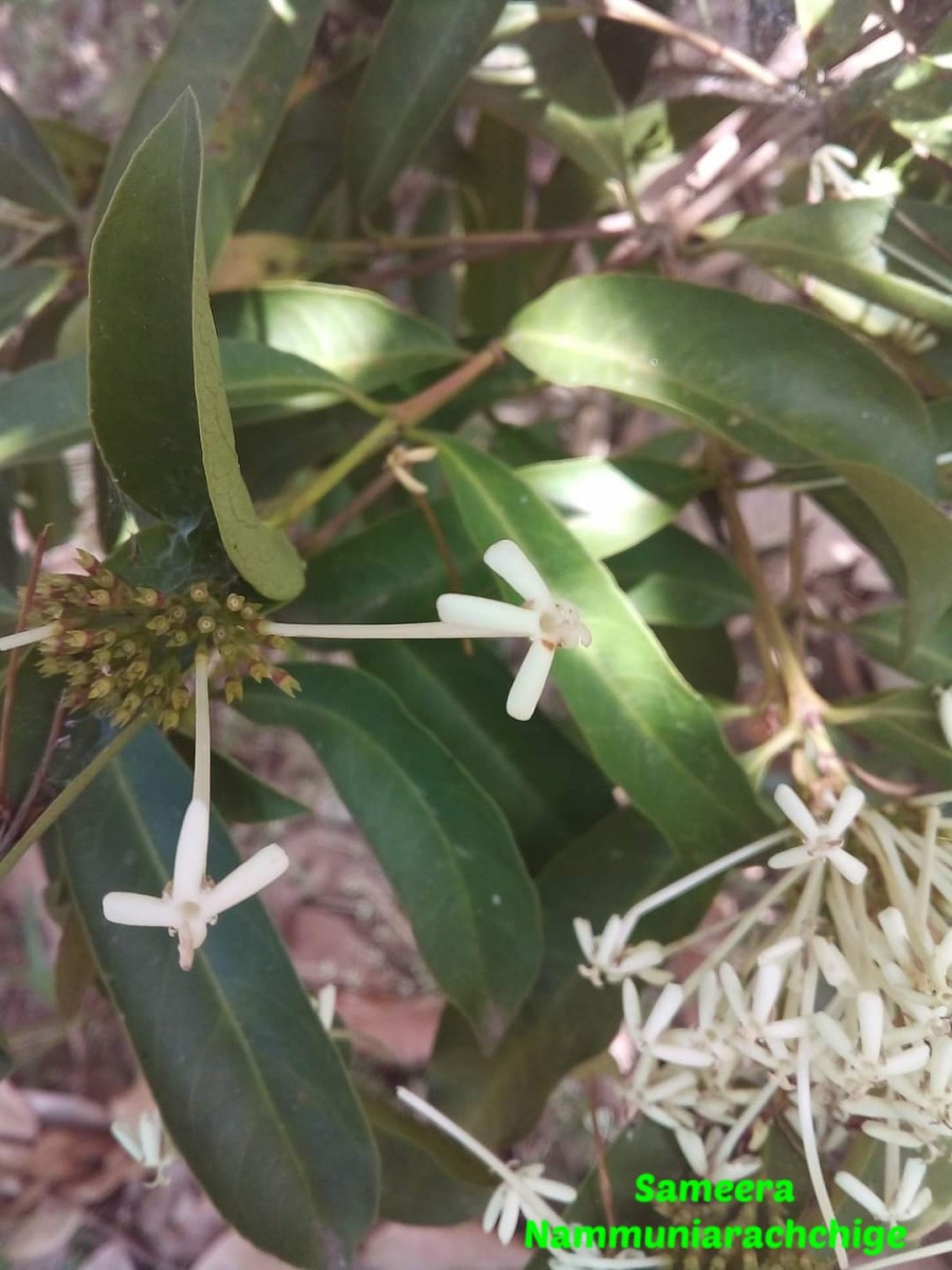 Ixora jucunda Thwaites